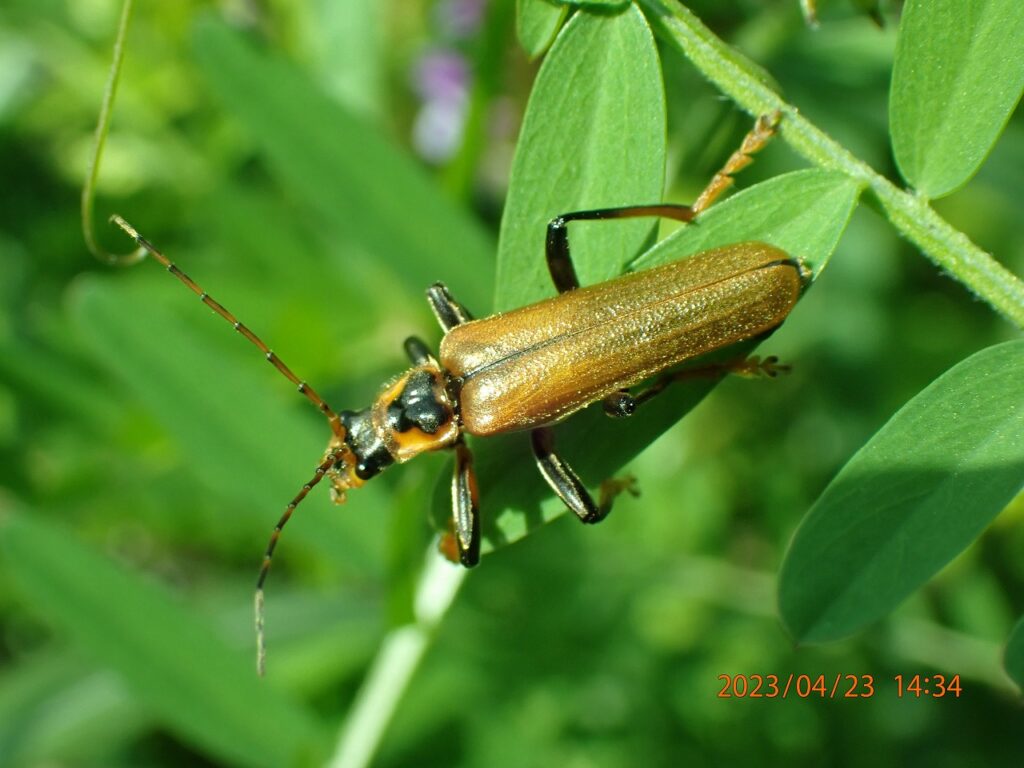P4230600-ジョウカイボン